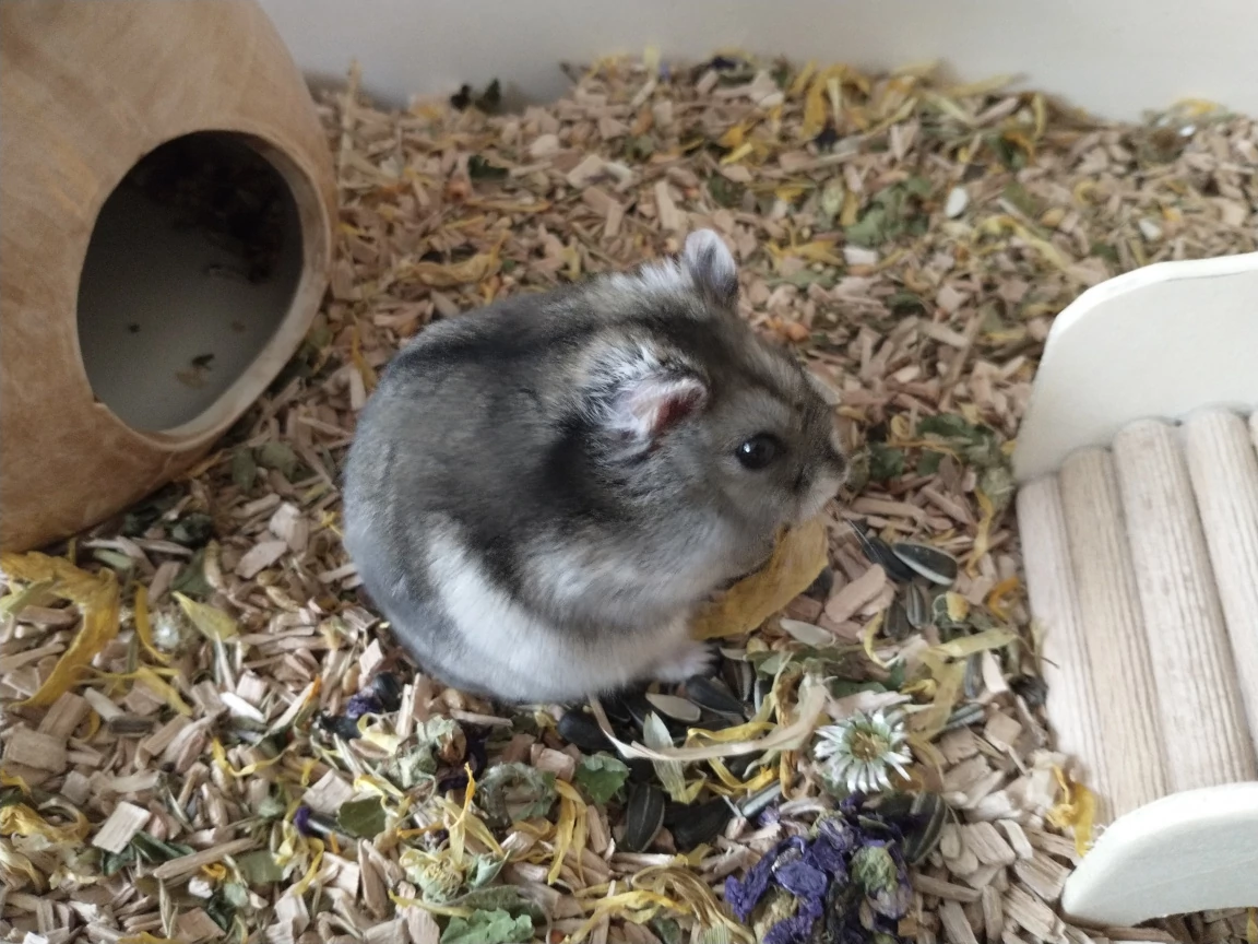 Hamster Krümel in Nahaufnahme